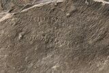 Cruziana (Fossil Trilobite Trackway) - Morocco #256841-1
